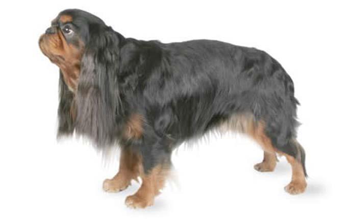 "Englisch-Toy-Spaniel"