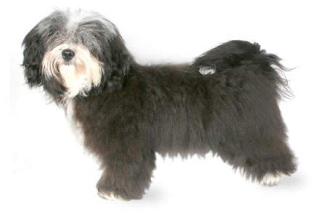 "8-small-dogs-havanese"