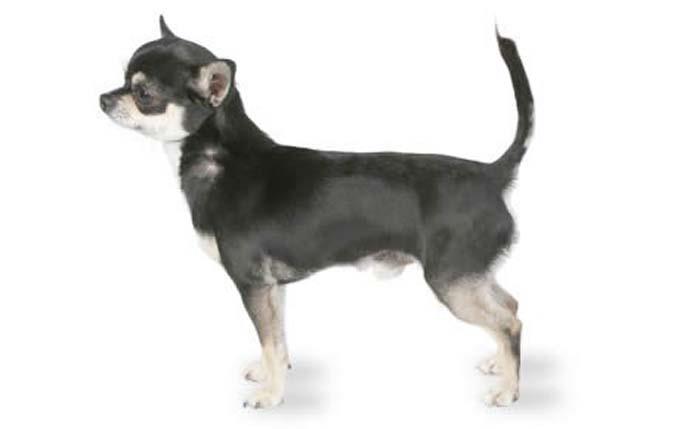 "Chihuahua"