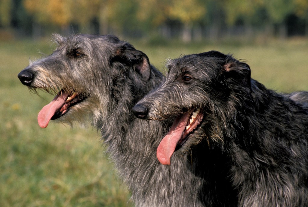 Két skót szarvaskutya, egy kihalófélben lévő kutyafajta, kiöltött nyelvvel, lihegve áll.