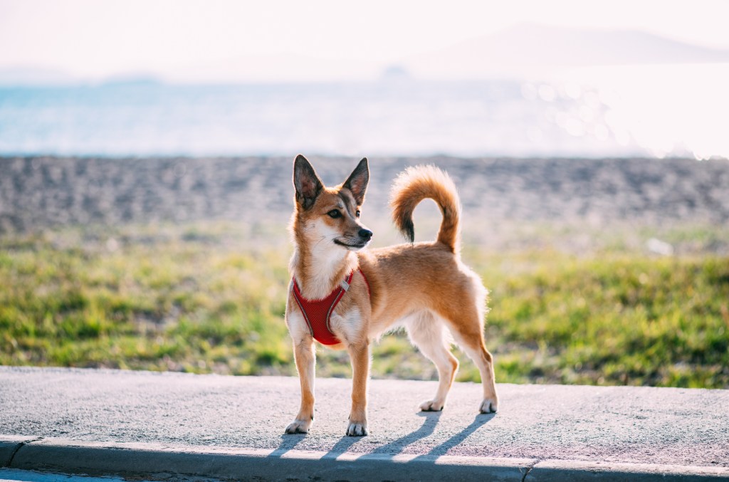 Norvég Lundehund, egy kihalás előtt álló kutyafajta, a tengerparton sétál. A kutya piros hámot visel.