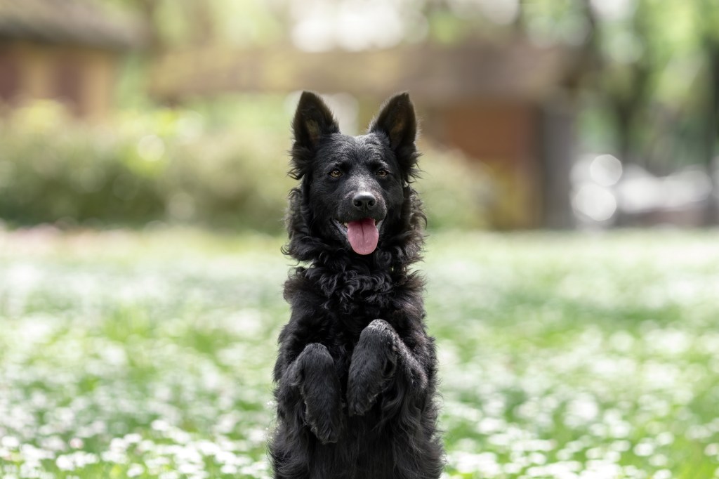 Lustiger schwarzer Mudi-Hund, der aufrecht mit erhobenen Pfoten in einem Grasfeld sitzt
