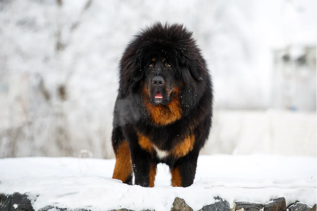 Maiestuos, mastiff tibetan mare, negru și cupru, pozând într-un peisaj frumos de iarnă.