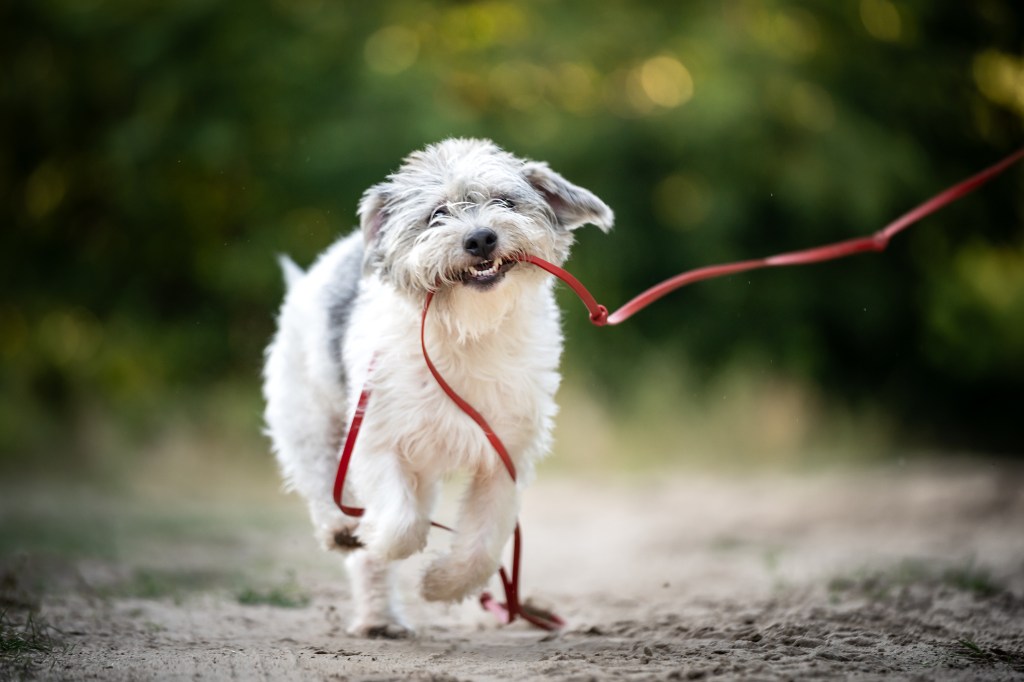 Un Glen of Imaal Terrier irlandez, o rasă îndrăgită care se confruntă cu dispariția, aleargă jucăuș și prinde cu dinții o lesă. în timpul unei plimbări. Fotografie în aer liber