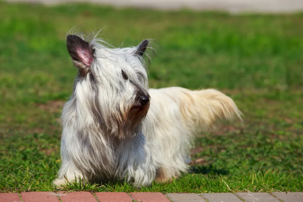 Кремав на цвят скай териер, уязвима порода кучета, изправена пред изчезване, стои върху зелена трева.