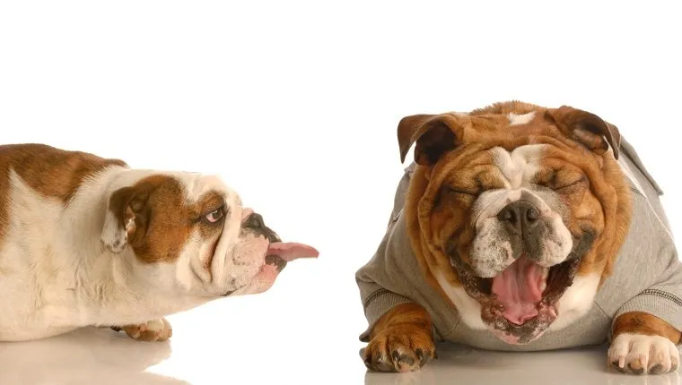 Английски булдог изплезил език на друго куче, което се смее - концепция за тормоз