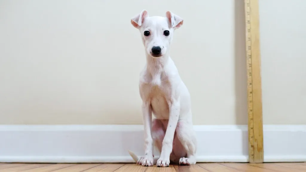 Cachorro blanco de galgo italiano junto a una regla. Un perro hipoalergénico.