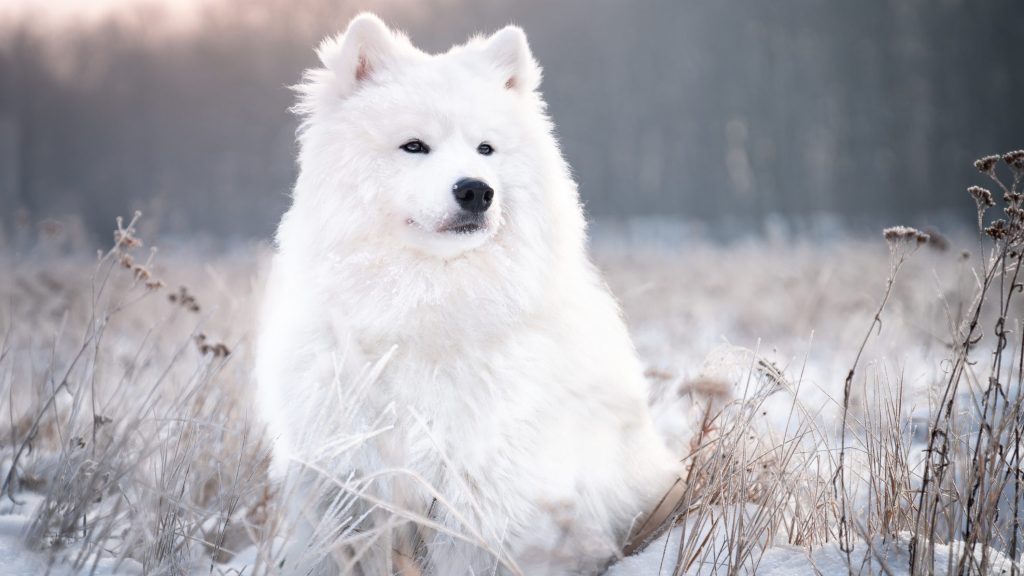 Un perro samoyedo blanco sentado en un prado cubierto de nieve. Foto de exterior