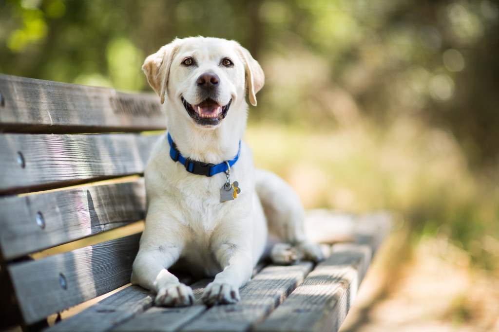 يبتسم كلب أصفر لابرادور المسترد يجلس على مقعد خشبي.