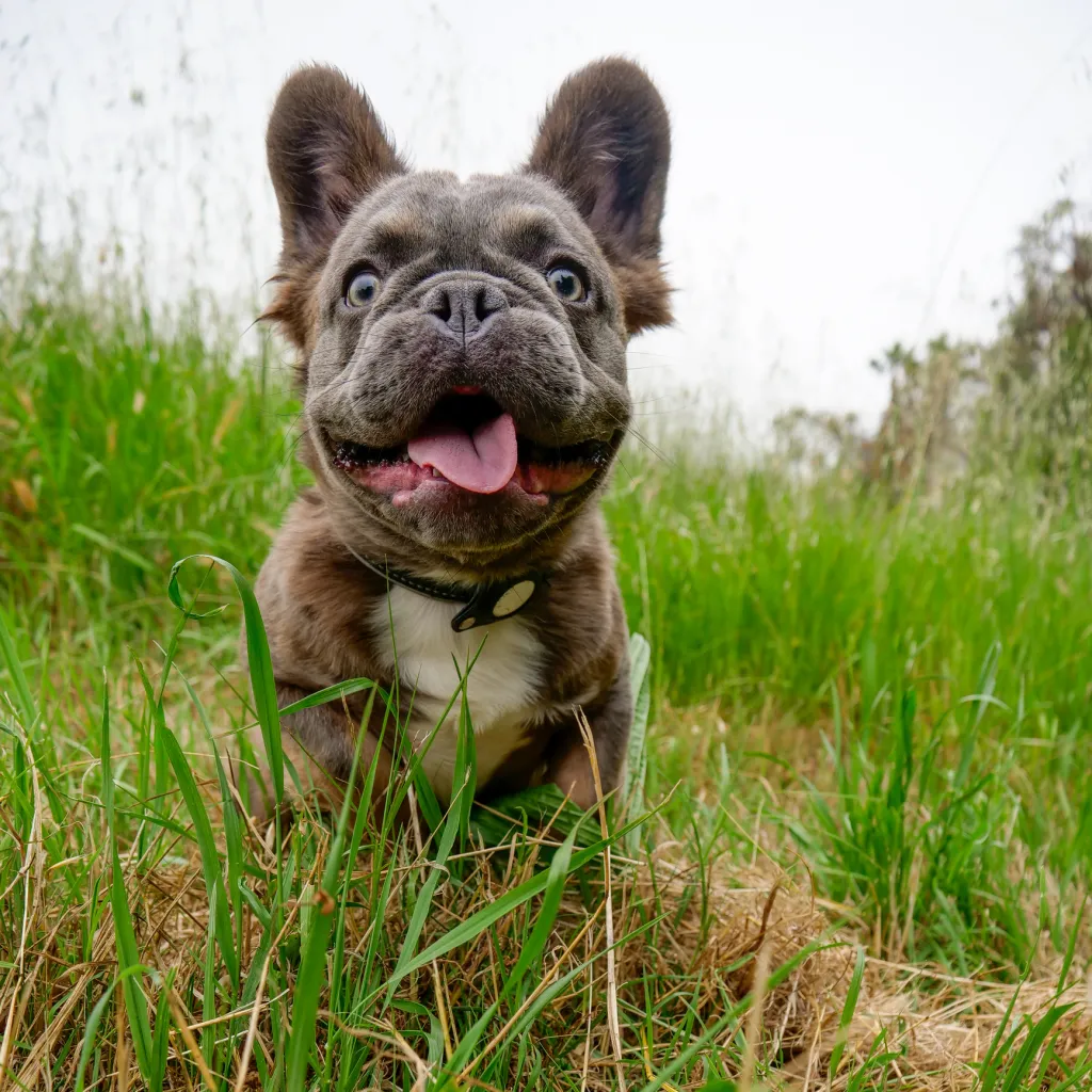Bulldog francez pufos care stă în picioare în iarbă și se uită la camera de filmat