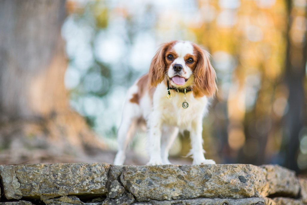 Кавалер Кинг Чарлз шпаньол, малка порода кучета за начинаещи собственици, стои на върха на стена в открит парк на размит фон от листа и растителност.