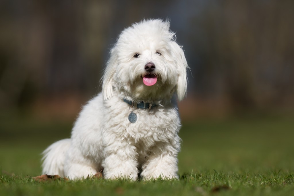 Un câine de rasă pură Coton de Tulear fără lesă în aer liber, în natură, într-o zi însorită.