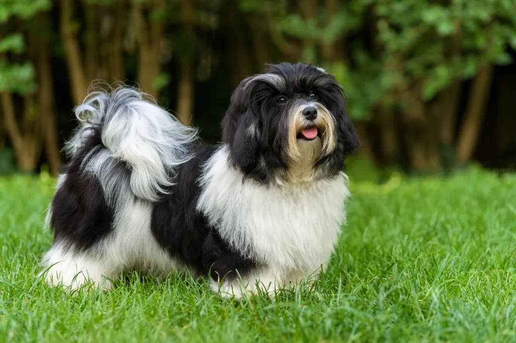 Щастливо черно-бяло кученце хаванез, една от най-добрите малки породи за начинаещи стопани, в тревата.