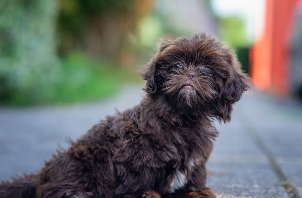 Nahaufnahme eines braunen Shih-Poo, ein kleiner Hund für Erstbesitzer, der in die Kamera schaut.