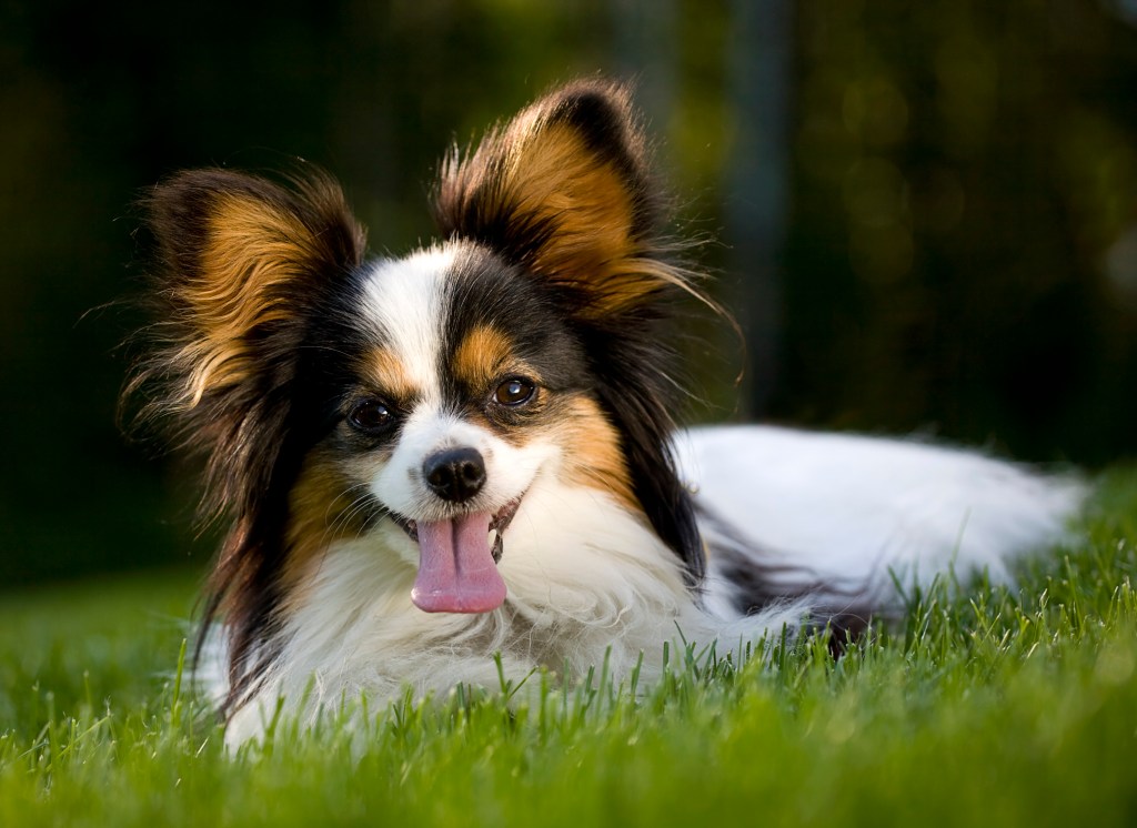 Куче от породата папийонка, което лежи в тревата. Малка дълбочина на рязкост с фокус върху очите.