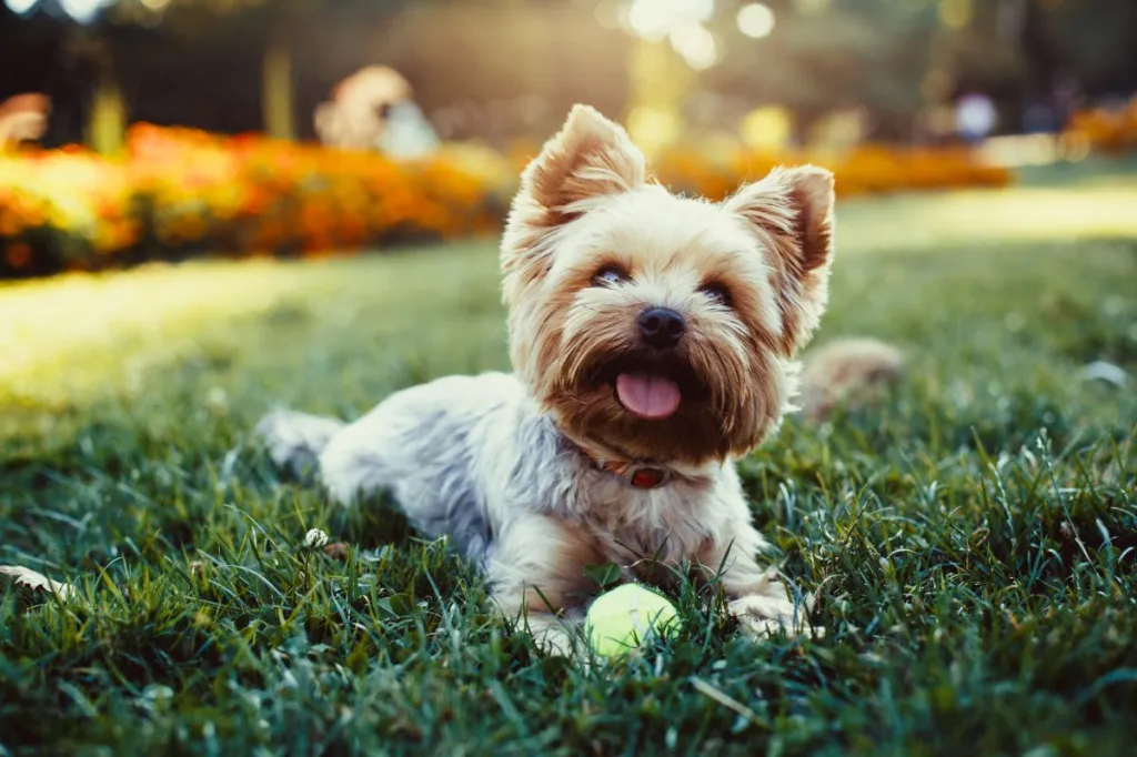 Schöner Yorkshire Terrier, einer der besten kleinen Hunde für Erstbesitzer, spielt mit einem Ball auf einer Wiese