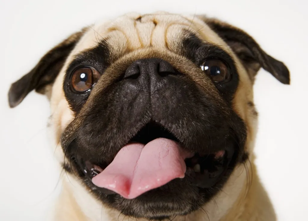 Headshot de Pug pe fundal alb care scoate limba în afară