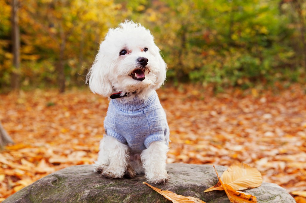 Близък план на бишон фриз, една от най-дружелюбните породи кучета, седнал на скала в гора, покрита с оранжеви есенни листа.