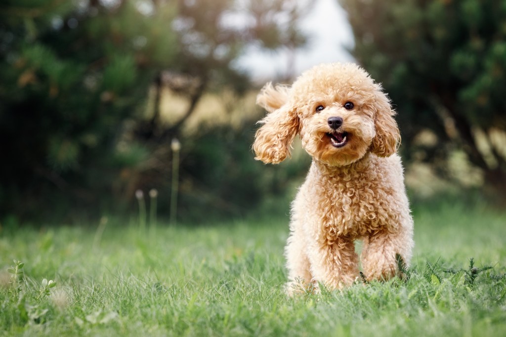 Усмихнато малко кученце на светлокафяв миниатюрен пудел на красива зелена поляна щастливо тича към камерата.