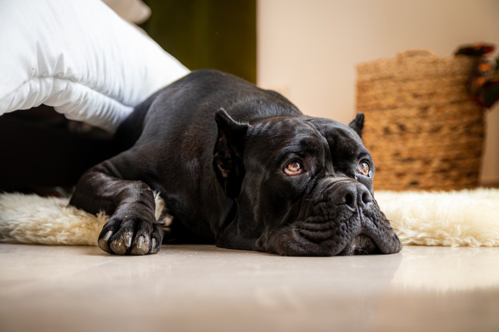 Кане Корсо лежи на пода на апартамент - кучето, което не е подходящо за апартамент, е минус