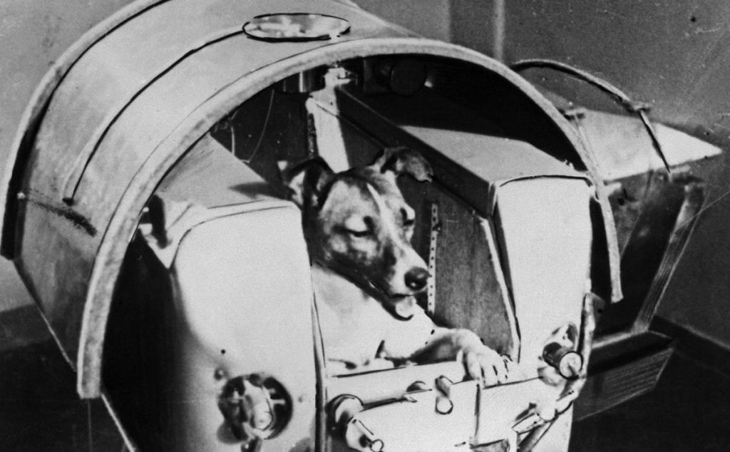 Лайка, руско куче-космонавт, 1957 г. Лайка е първото животно, обиколило Земята, пътувайки на борда на космическия кораб "Спутник 2", изстрелян на 3 ноември 1957 г. Съветската космическа програма използва кучета и други животни, за да се увери в жизнеспособността на по-късен етап (Снимка: Fine Art Images/Heritage Images/Getty Images)