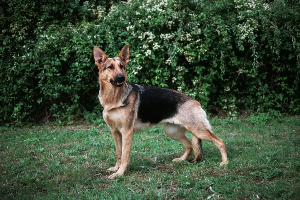 Un precioso perro pastor alemán o alsaciano.