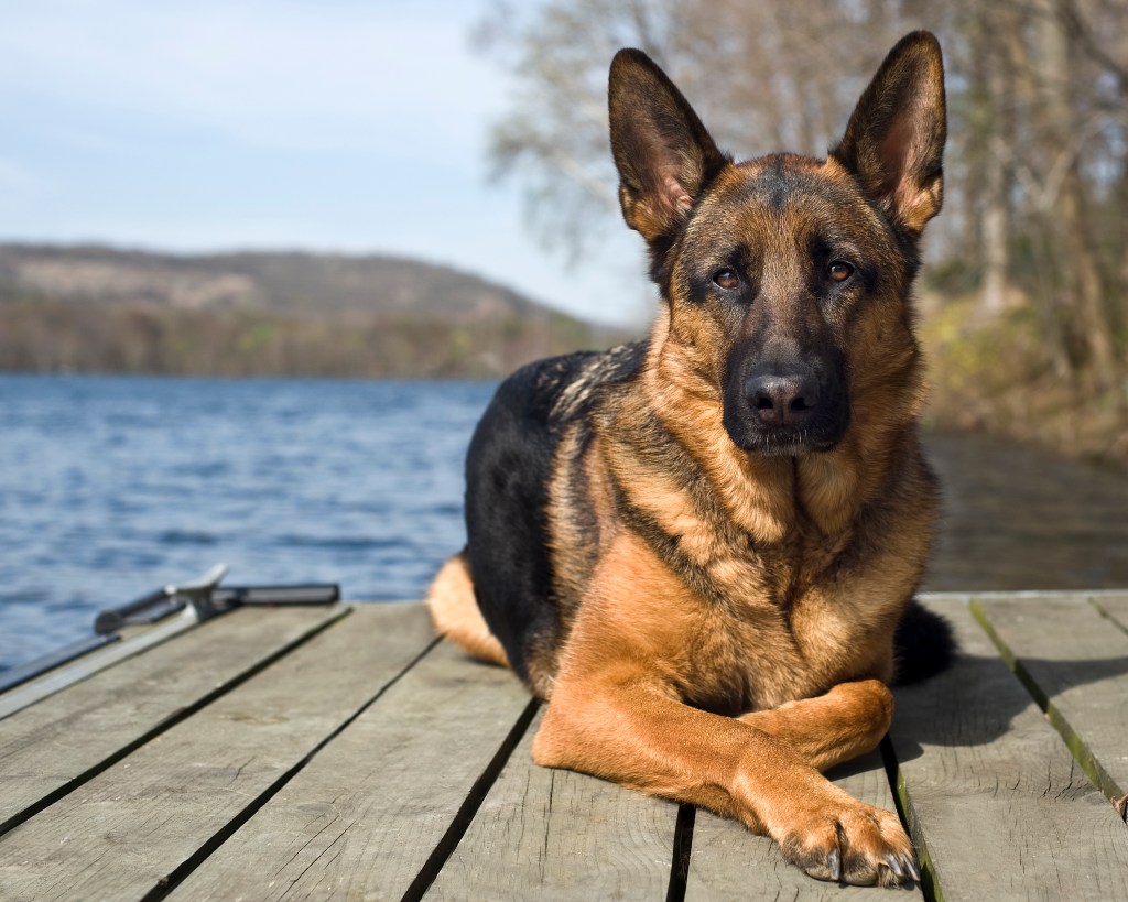Perro pastor alemán sentado en embarcadero.