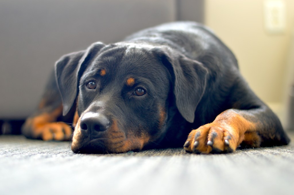 Portret de aproape al unui Rottweiler întins pe podeaua unui apartament - nepotrivirea câinelui la viața de apartament fiind un dezavantaj.