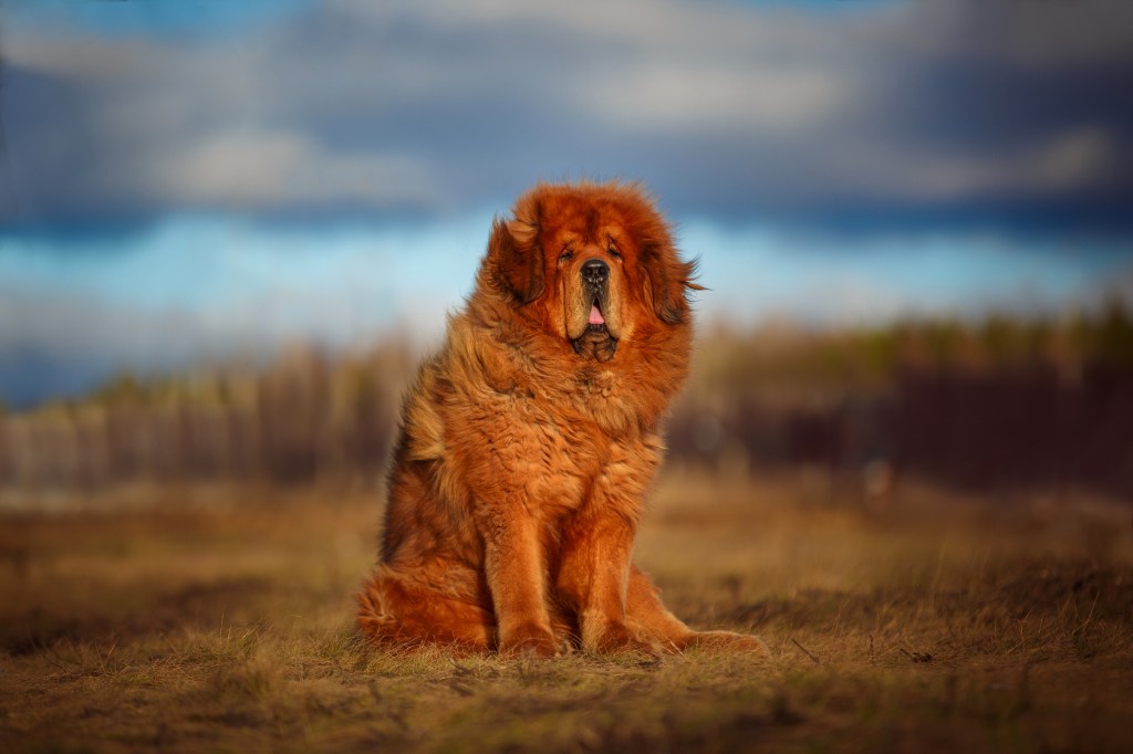 câine din rasa Mastifful de Tibet, pe fundalul unui peisaj frumos.