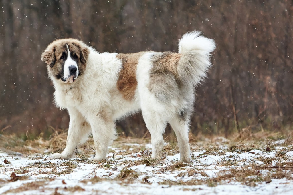 Ein aktiver Hund rennt im Winter durch den Schnee und spielt. Rasse Pyrenean Mastiff