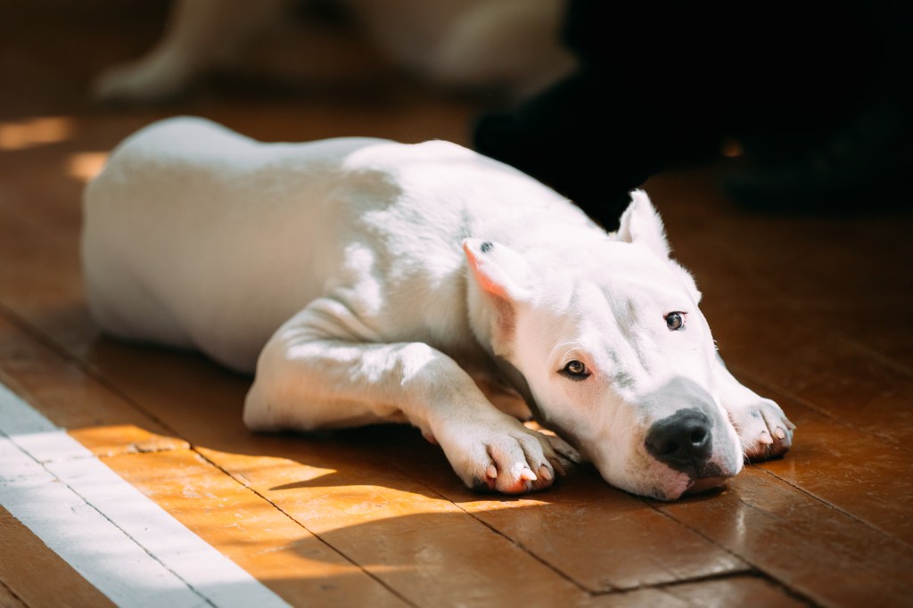 Poza unui adorabil Dogo Argentino care se relaxează pe podea, uitându-se în cameră.