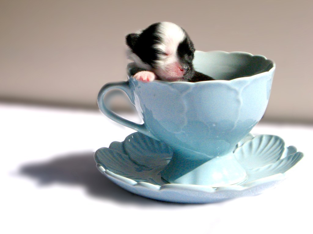 Un cățeluș teacup într-o cupă de ceai albastră cu ochii închiși