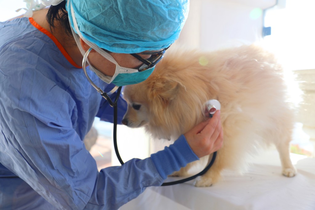 Egy fiatal állatorvos kezel és ápol egy kis pomerániai kutyust,