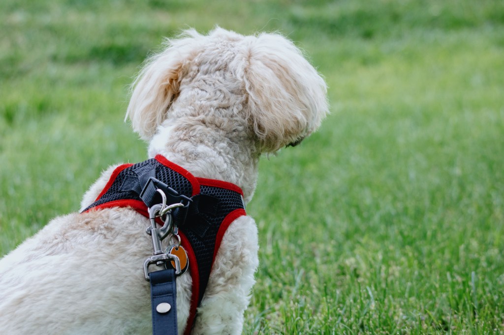 Vista trasera de un perro Coton de Tuléar tricolor que lleva un arnés, tomando un descanso en la hierba para mirar a lo lejos.