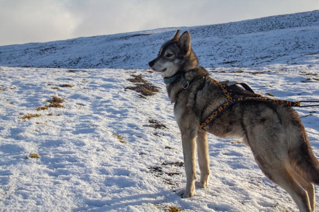 Una toma del hermoso perro lobo gris y peludo de Tamaskan de pie en la nieve