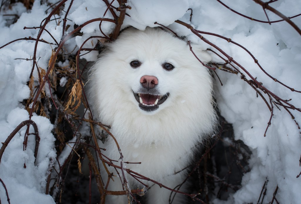 Perro esquimal americano con aspecto de lobo en la nieve