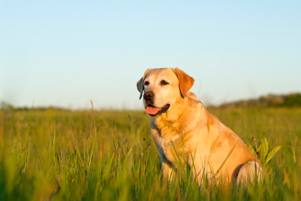 Perro labrador retriever en un campo cubierto de hierba.