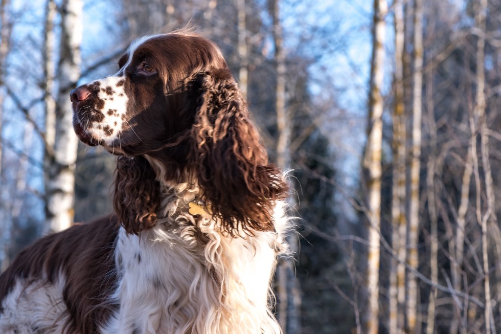 Primer plano de perro de caza raza Springer Spaniel inglés sobre fondo de bosque invernal y cielo azul.