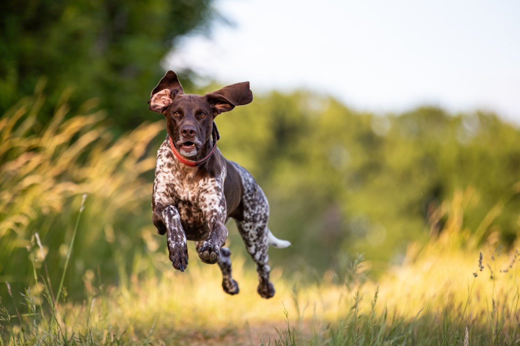 Retrato de perro de caza alemán corriendo en campo.