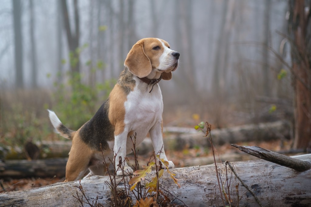 Beagle perro en el fondo de espesa niebla durante un paseo por el parque de otoño.