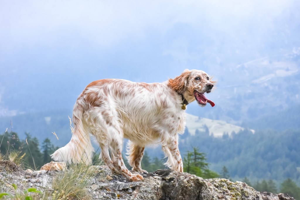 Hermosa raza de perro de caza - Setter Inglés - de pie sobre una roca.