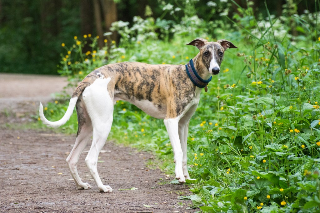 Un perro Greyhound en un parque.