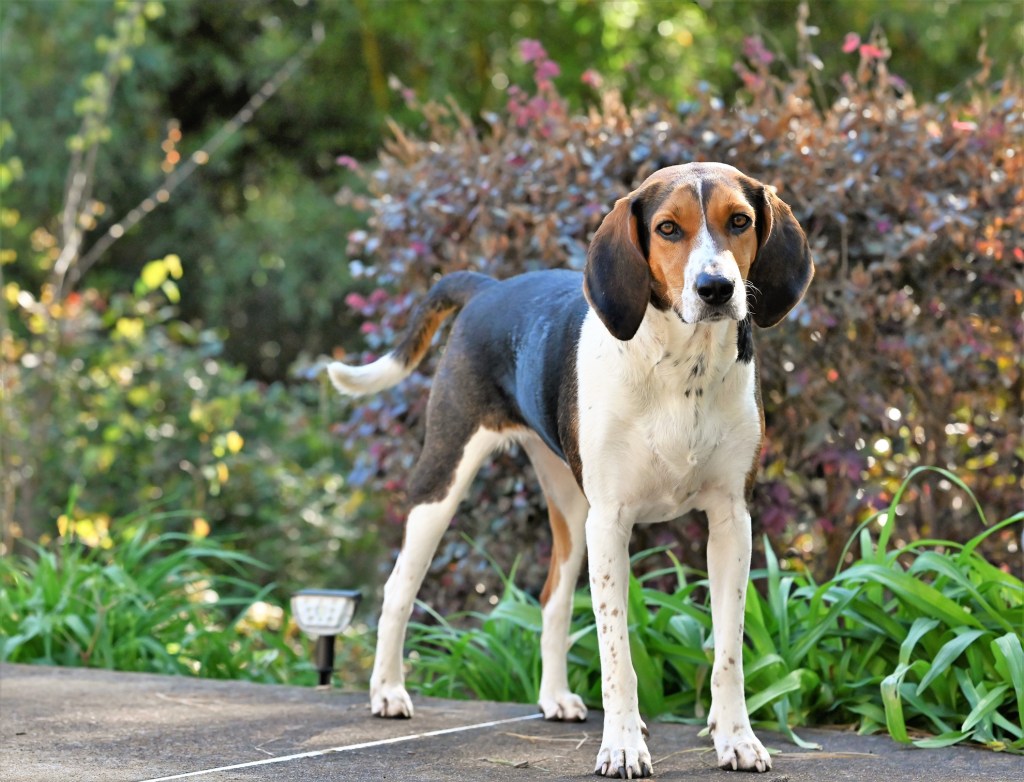 Un perro de pura raza Treeing Walker Coonhound de pie al aire libre.