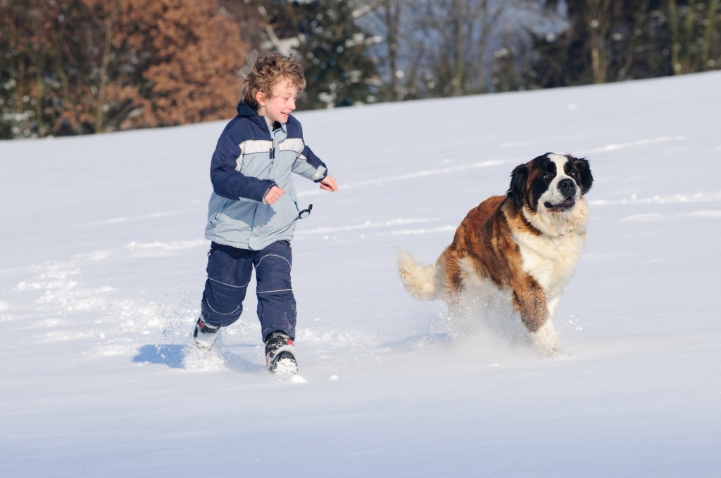 Chico enérgico corriendo con un gran perro San Bernardo en la nieve.