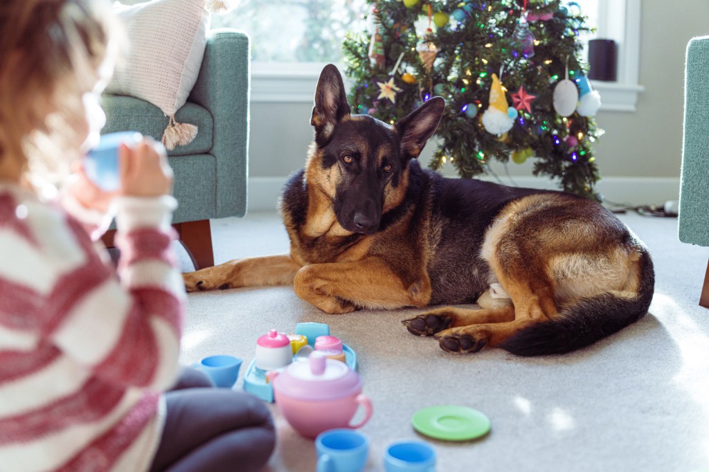 Un tierno y obediente perro guardián de raza Pastor Alemán descansa junto a un árbol de Navidad mientras una niña juega con un juego de té.