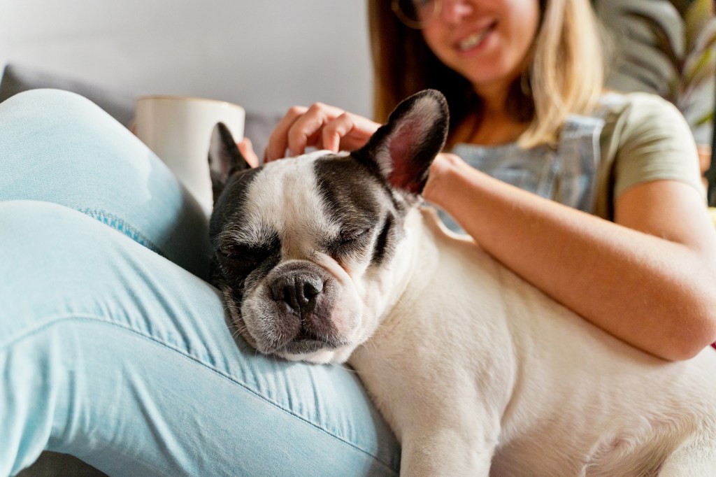Primer plano de mujer joven acariciando Bulldog Francés en sofá en apartamento.
