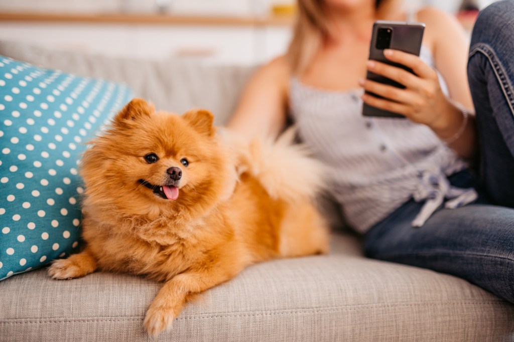 Primer plano de una mujer joven con un perro lindo usando el teléfono inteligente mientras está sentado en el sofá en la sala de estar.