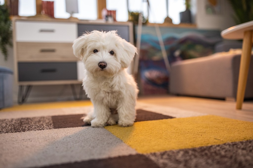 Perro maltés en el suelo de un apartamento.