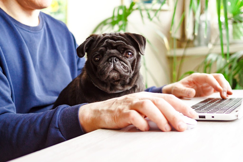 Hombre trabajando en la oficina de casa con portátil y perro Pug negro en brazos.