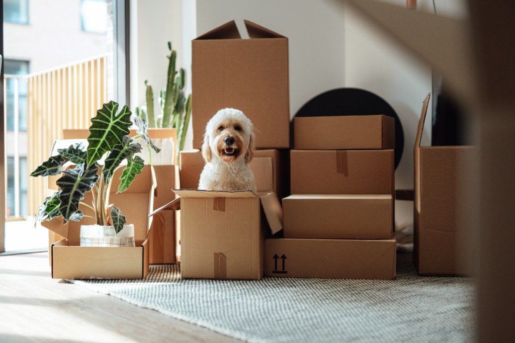 Un lindo perro Goldendoodle sentado dentro de una caja, mudándose a un nuevo apartamento apto para perros.